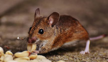 24 Hour & Emergency Exterminators in Pierceville, IN